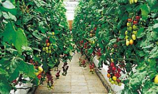 生态农业观光园