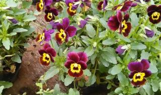 辟谣喜马拉雅灵猴花