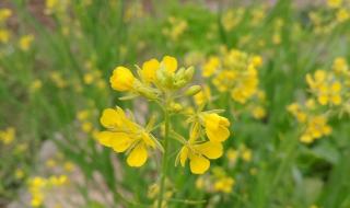 油菜花田现小黄人