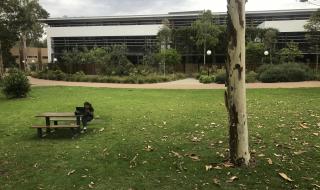 澳大利亚卧龙岗大学