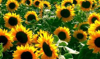 太阳花的花语是什么